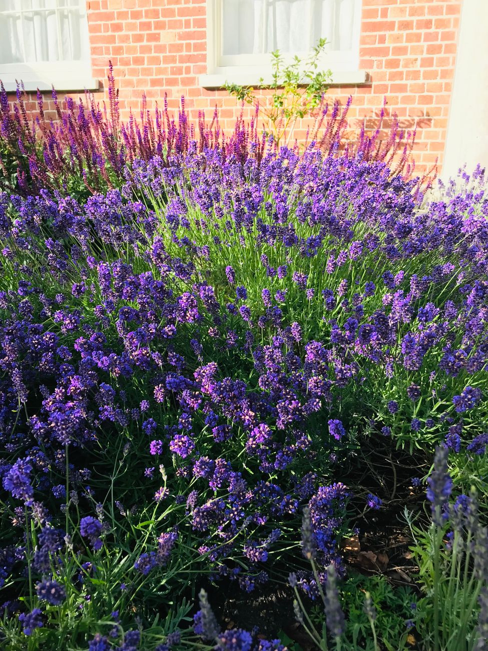 self seeding flower bed thinning UK garden