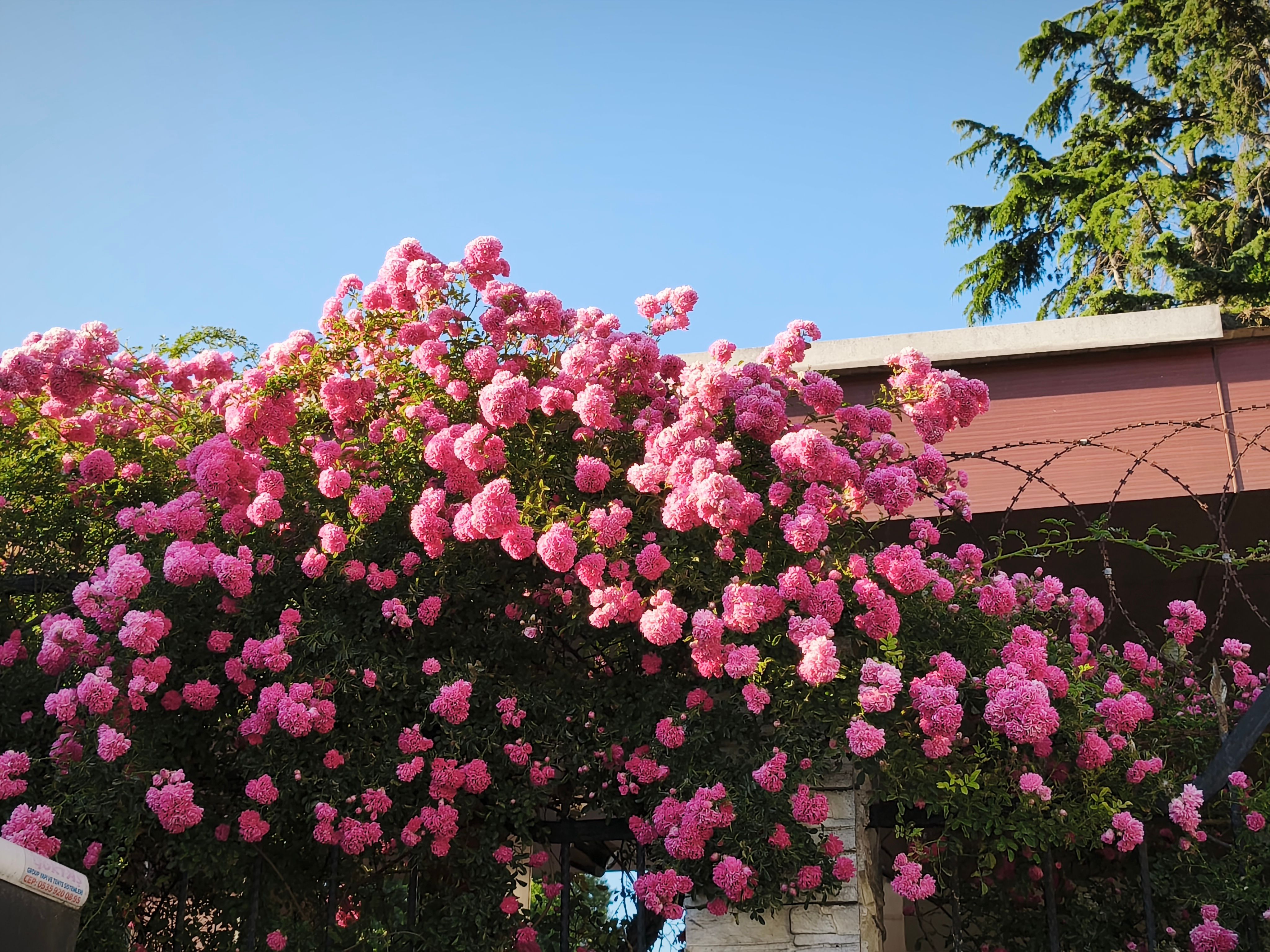 [ColoSach]-beautiful-pink-climbing-roses-blooming-against-a-clear-blue-sky.