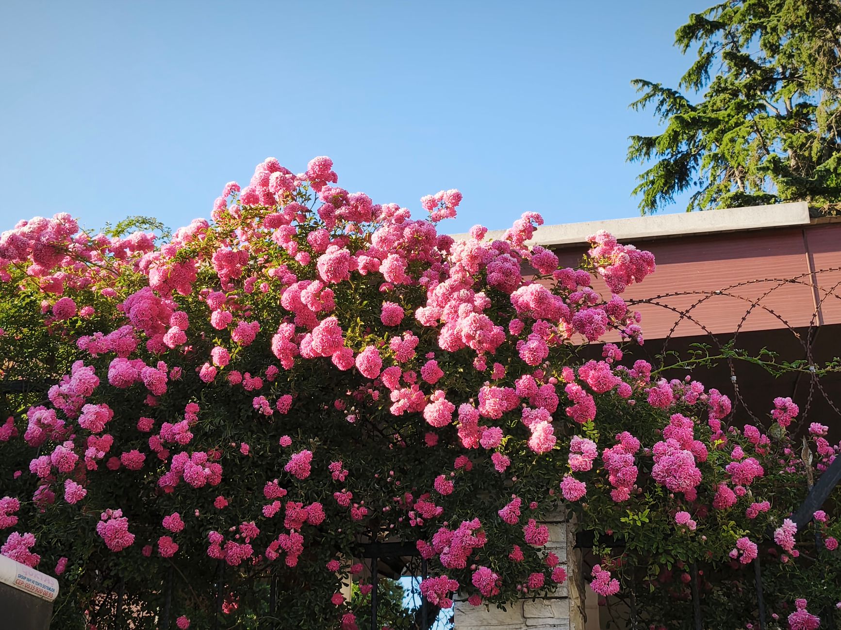 Beautiful pink climbing roses blooming against a clear blue sky.