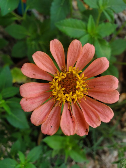 Free Close-up view of a vibrant pink zinnia flower with green foliage, ideal for nature themes. Stock Photo