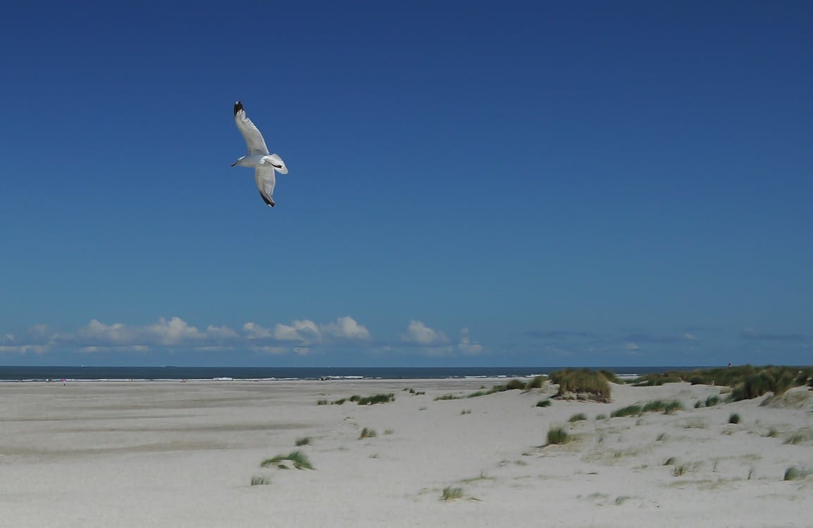 De franc Foto d'estoc gratuïta de gavina, platja, volant Foto d'estoc
