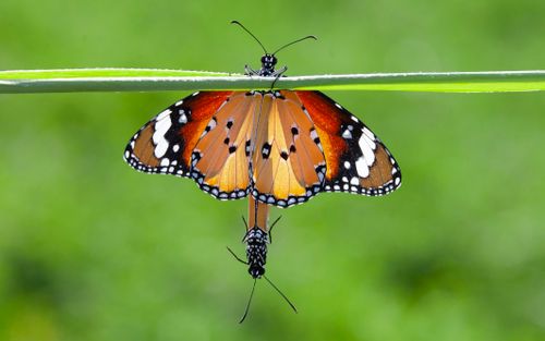 Free Two vibrant Monarch butterflies rest on a leaf with a blurred green background. Stock Photo