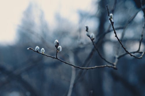 Ondiepe Focusfotografie Van Plantentak