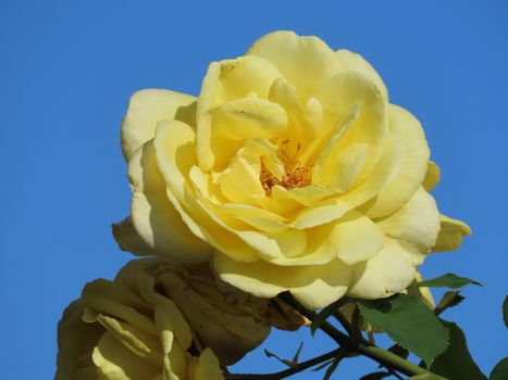 Close-up of a bright yellow rose blooming under a clear blue sky in Sydney's garden.
