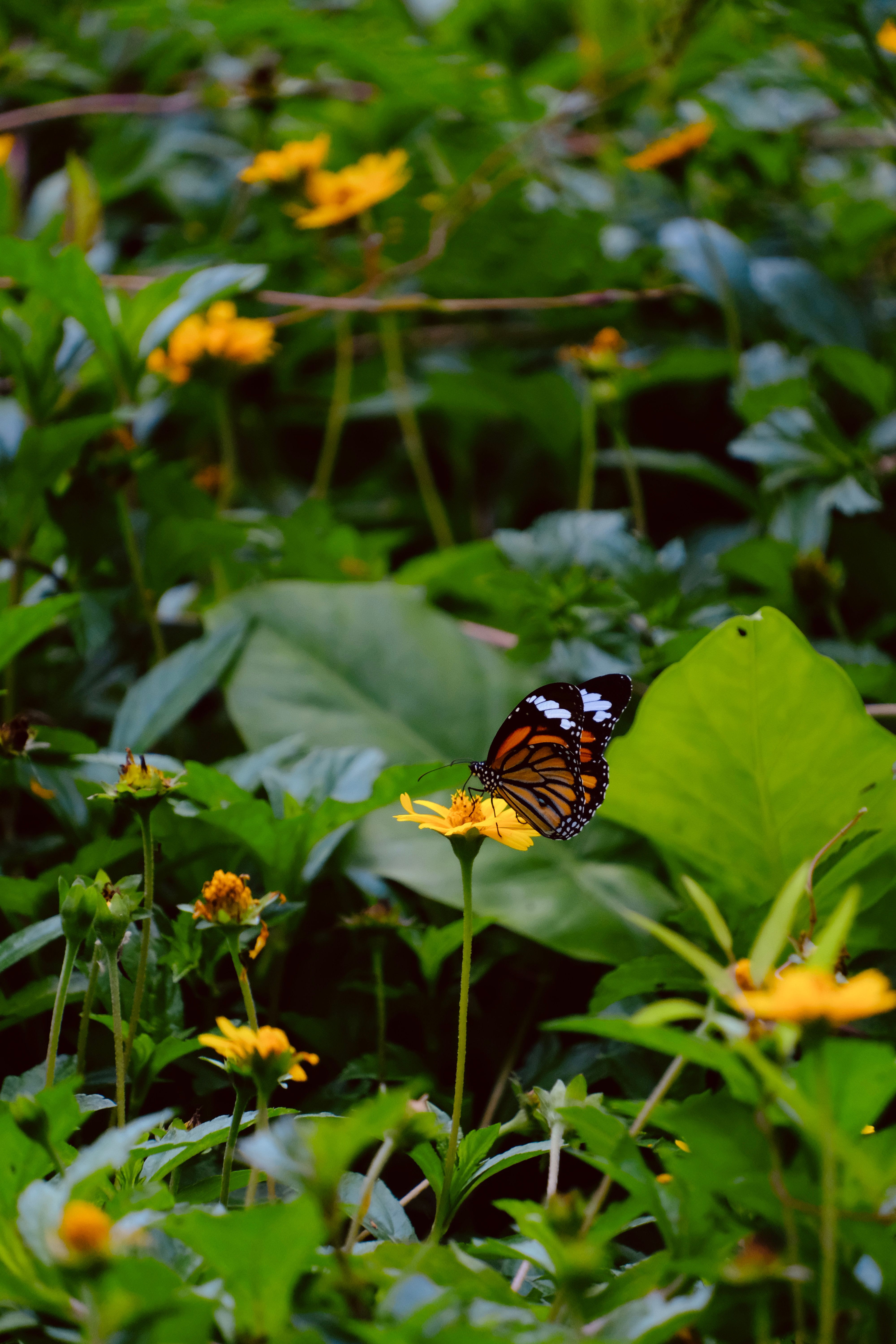 A striking butterfly perched on a yellow flower surrounded by lush greenery in Hong Kong.