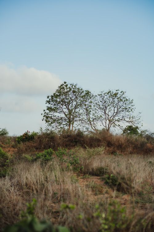 Free Tranquil scene of dry grass and trees under a clear blue sky in Amblash, India. Stock Photo