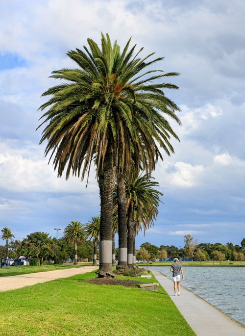 Free A scenic view of palm trees along a lakeside walkway with a person walking under a cloudy sky. Stock Photo