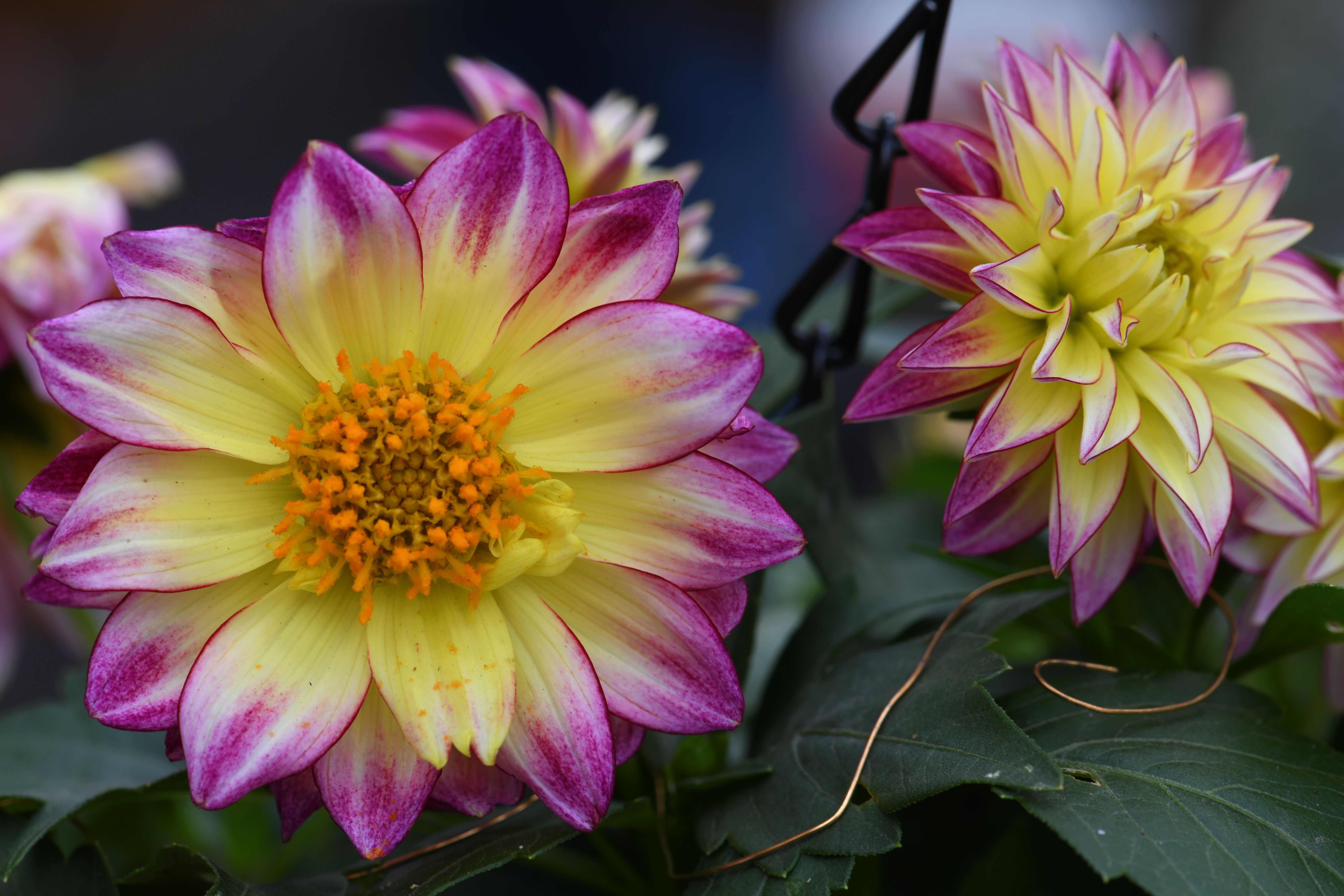 [ColoSach]-close-up-of-vibrant-dahlia-flowers-with-pink-and-yellow-petals,-showcasing-stunning-natural-beauty.