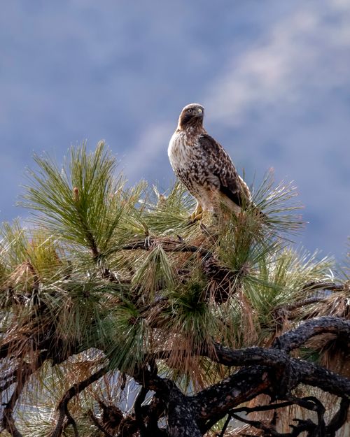 Free A majestic red-tailed hawk perched on a pine tree in Monitor, WA. Stock Photo