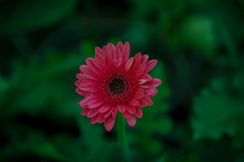 Free Close-up of a vibrant red Gerbera daisy in a lush green garden setting. Stock Photo