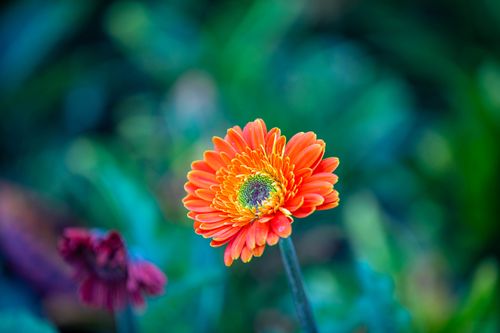 Free Close-up of a vibrant orange Gerbera daisy flower in a garden setting. Stock Photo