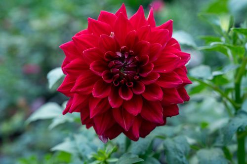 Free Capture of a beautiful red dahlia with lush green foliage, perfect for garden-themed works. Stock Photo