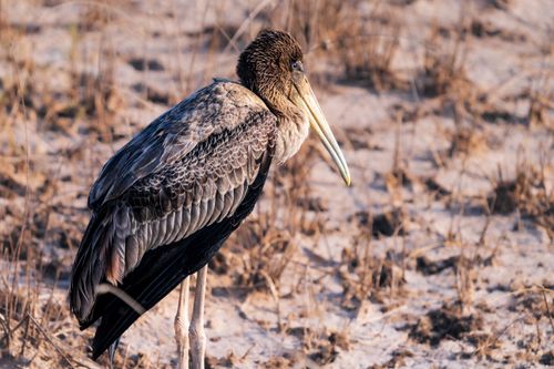 Free A painted stork stands on the dry marshland in Jamnagar, Gujarat, India. Stock Photo