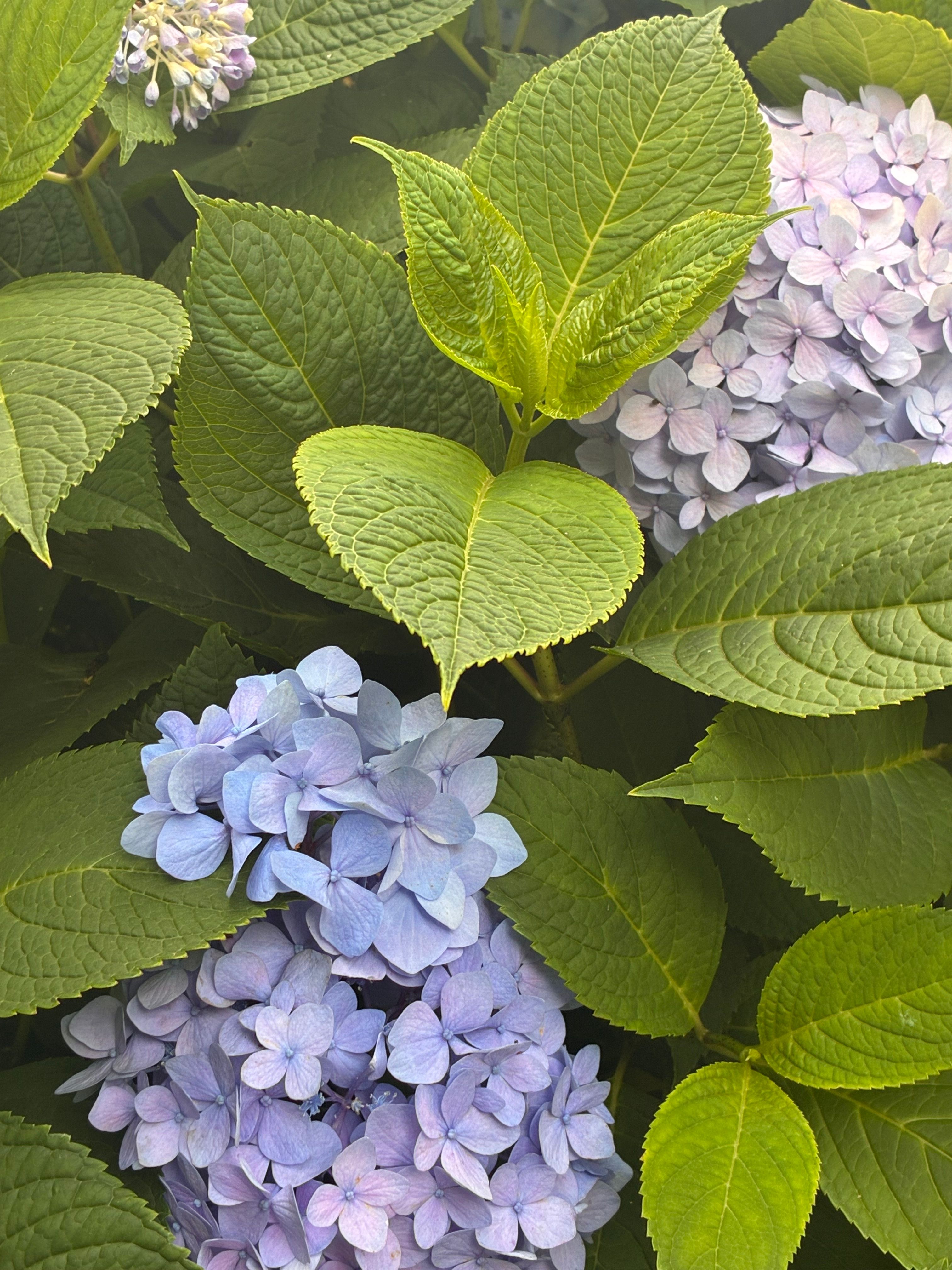 [ColoSach]-close-up-of-vibrant-purple-and-blue-hydrangeas-among-lush,-green-leaves-creating-a-serene-natural-scene.