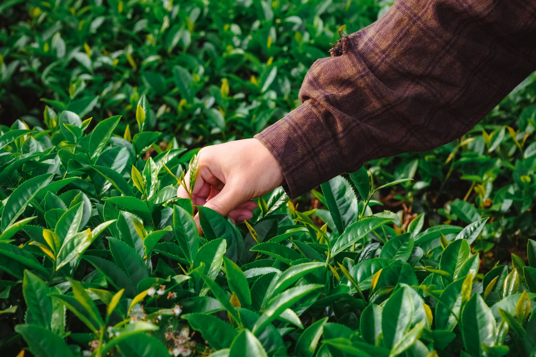 Hands picking fresh tea leaves in a green tea garden