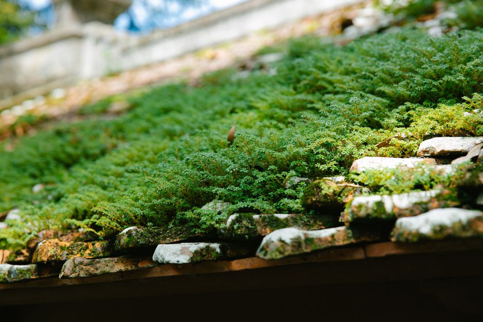 Groen, isolerend dak van natuurlijk materiaal. Groen, isolerend dak van natuurlijk materiaal.