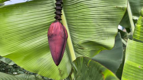 Free Close-up of a banana flower surrounded by vibrant green banana leaves in Laisong, India. Stock Photo