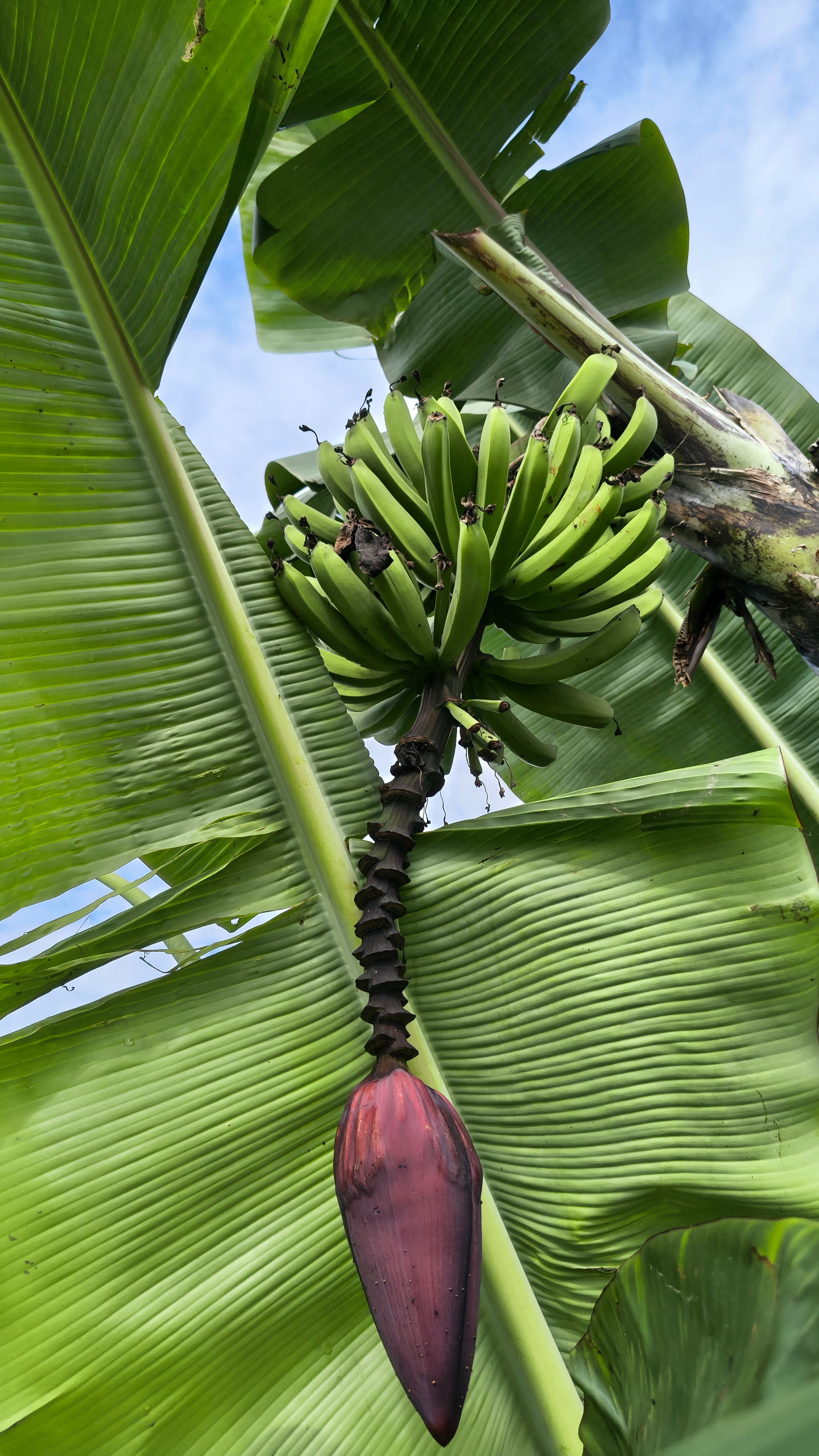 Vibrant green bananas with flower on a banana plant in Laisong, India.
