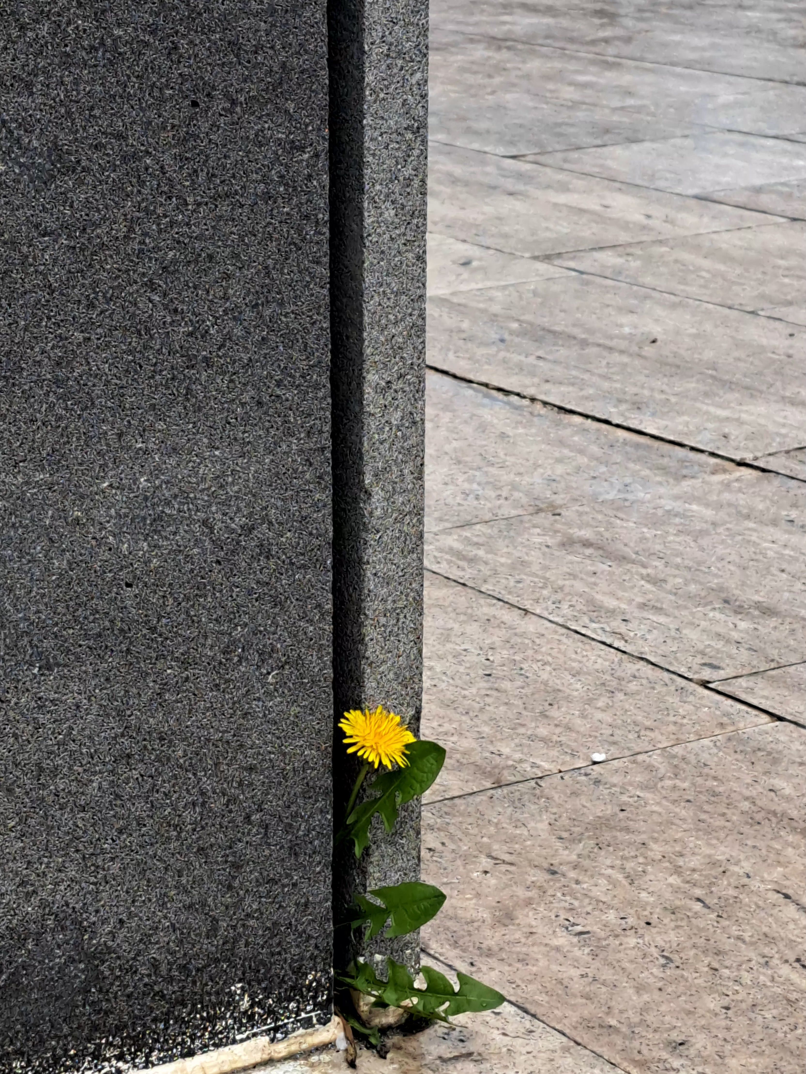 A dandelion blooms against a concrete wall, symbolizing nature's resilience in urban life.
