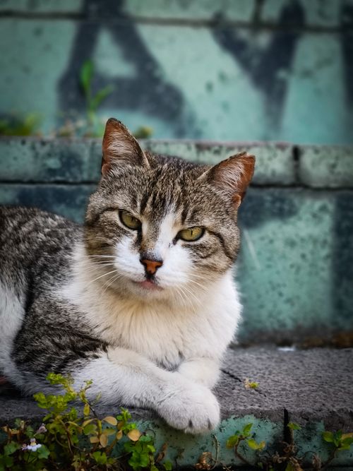 Free A stray cat relaxes on a city street in Istanbul, Türkiye, highlighting urban wildlife. Stock Photo