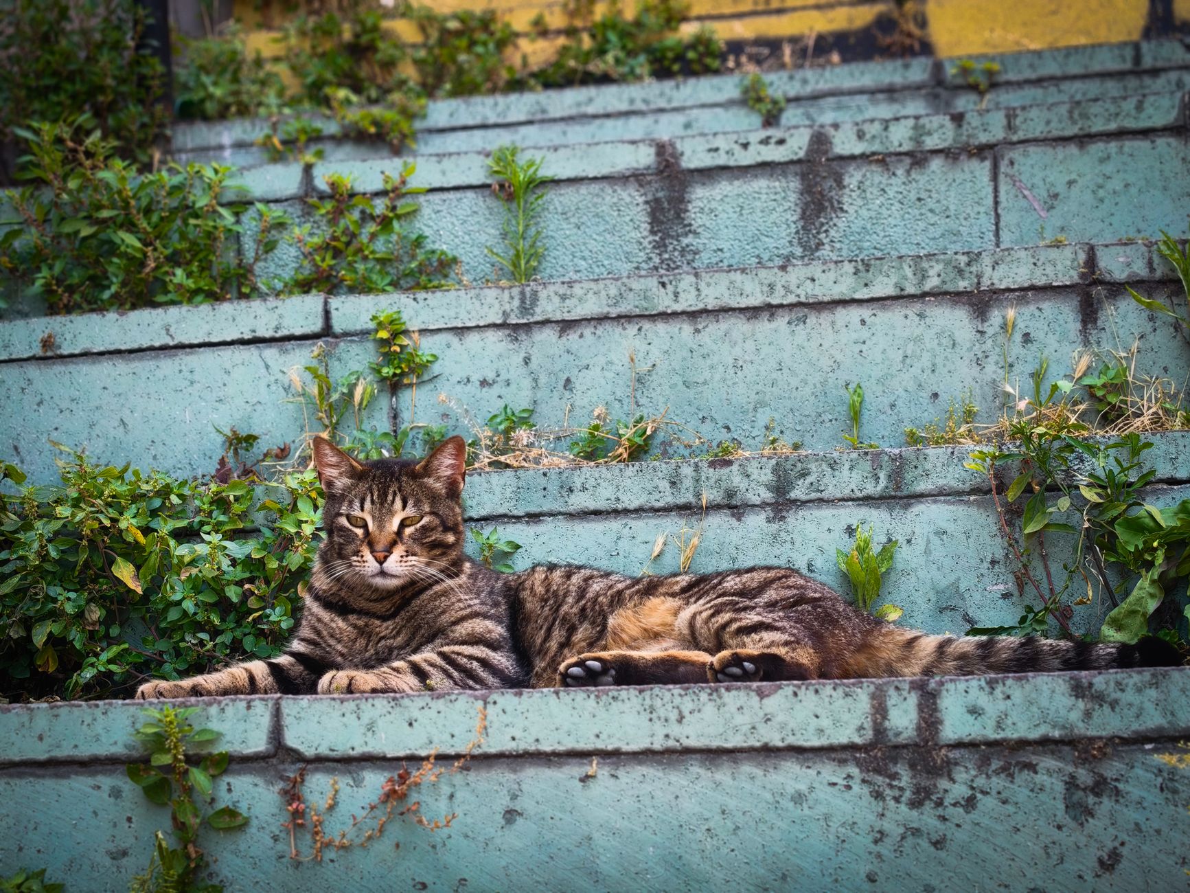 Veterinary care for a cat