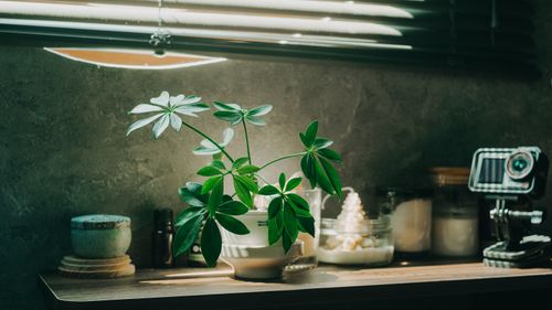 Free Serene indoor setting featuring a green houseplant with natural lighting from a shade. Stock Photo