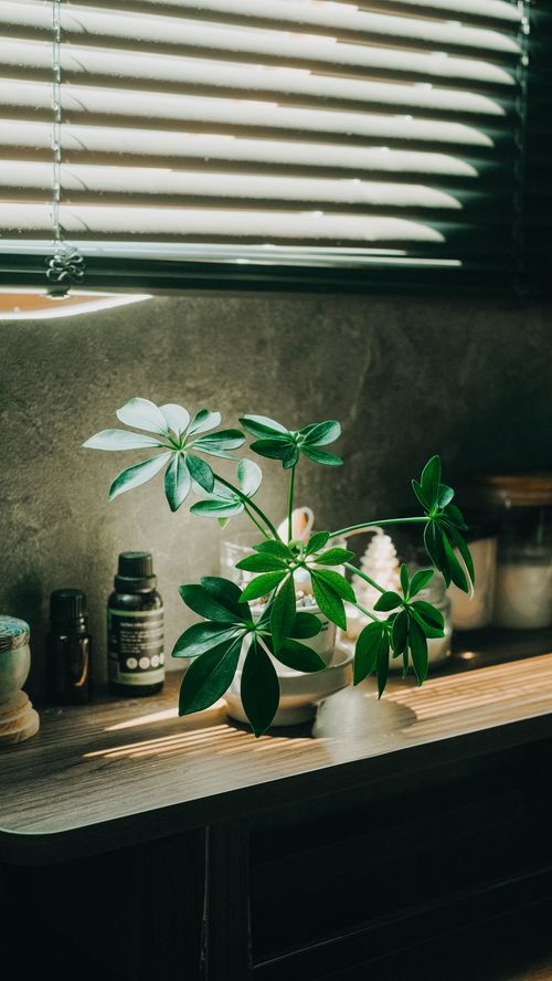Free Vibrant green houseplant on a stylish wooden shelf, illuminated by soft daylight filtering through blinds. Stock Photo