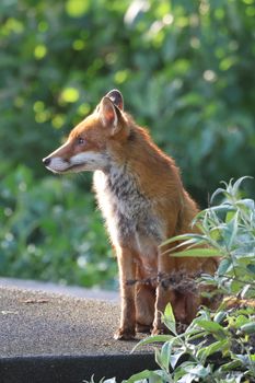 fox photo
