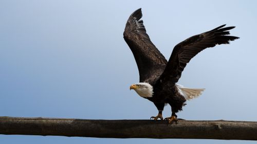 Free A powerful bald eagle spreads its wings while gracefully landing on a wooden perch. Stock Photo