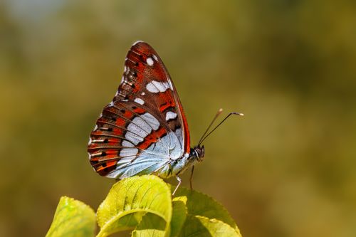 Free Close-up of a colorful butterfly resting on a leaf with a blurred background. Stock Photo