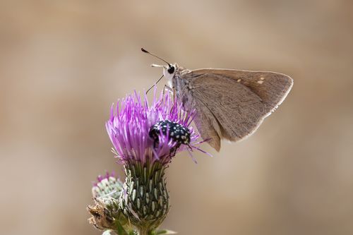 Free Delicate butterfly perched on vibrant purple thistle in natural setting. Stock Photo