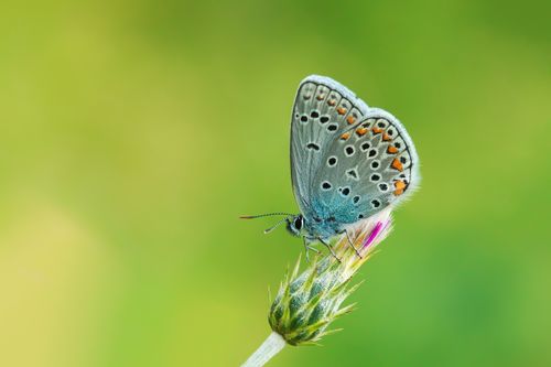 Free A vivid close-up of a Common Blue Butterfly perched on a thistle against a blurred green background. Stock Photo