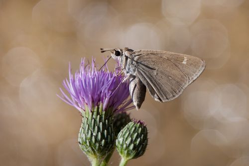 Free Close-up of a brown butterfly resting on a vibrant purple thistle flower outdoors. Stock Photo