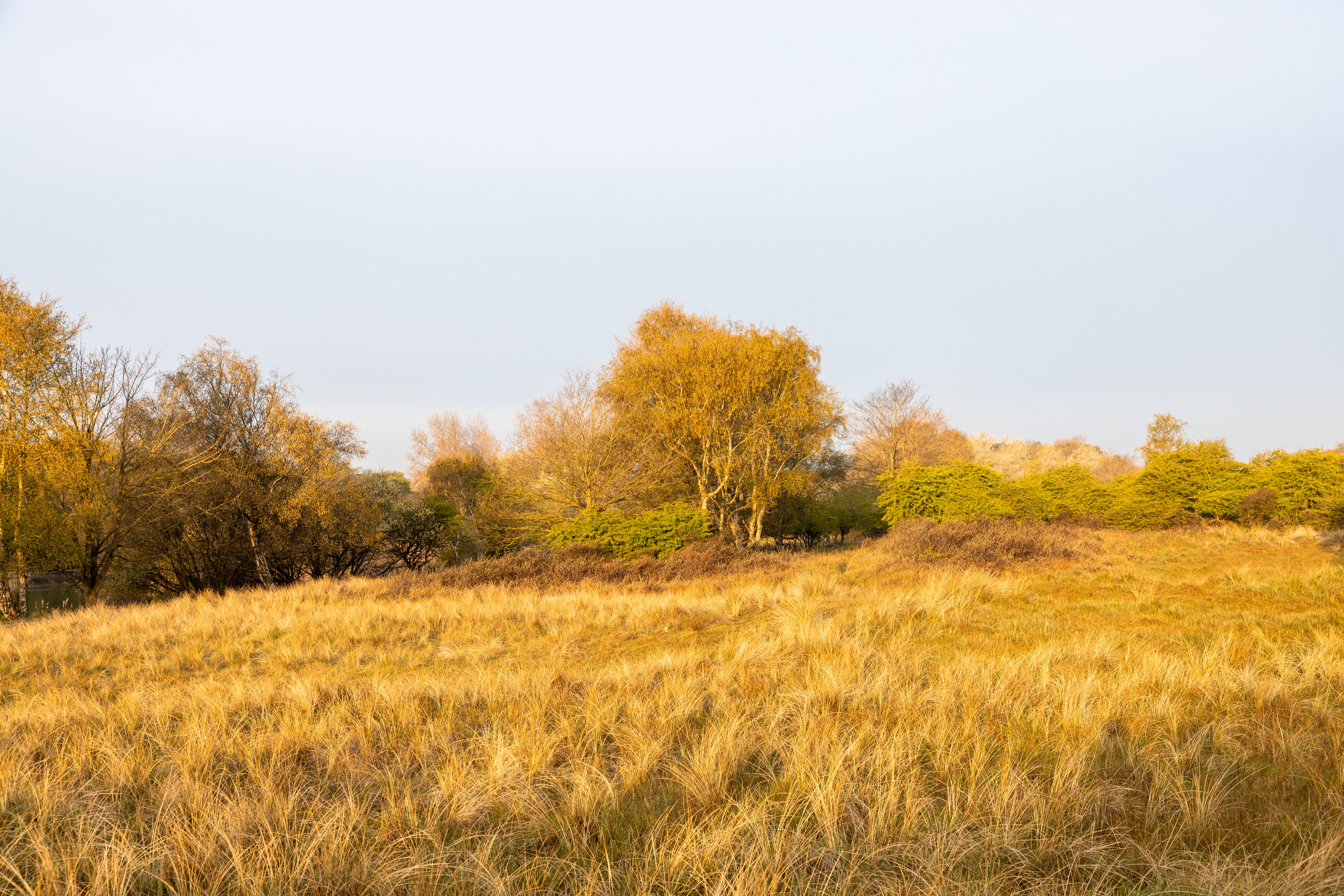 14 Day Ayurvedic Panchakarma Wellness Retreat in the Netherlands 3