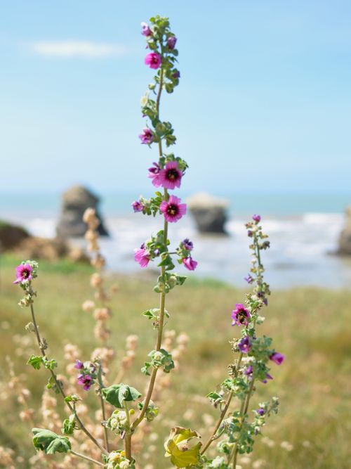Free Vibrant wildflowers in full bloom near the rocky coastline under a bright sky. Stock Photo