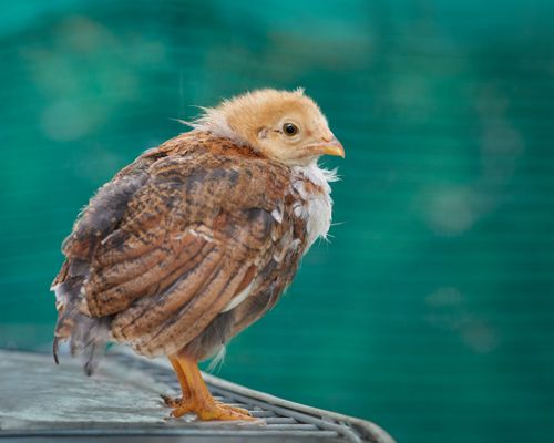 Free Close-up of a cute chick standing outdoors, showcasing its fluffy feathers against a green background. Stock Photo