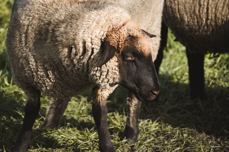 Close-up of a Suffolk sheep with black face and woolly coat grazing in a sunny pasture.