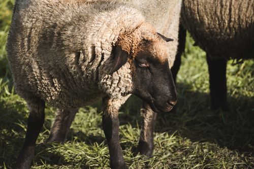 Free Close-up of a Suffolk sheep with black face and woolly coat grazing in a sunny pasture. Stock Photo