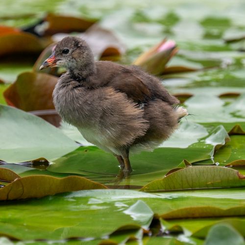 Free A young bird stands on lily pads in a tranquil pond, showcasing natural beauty and wildlife charm. Stock Photo