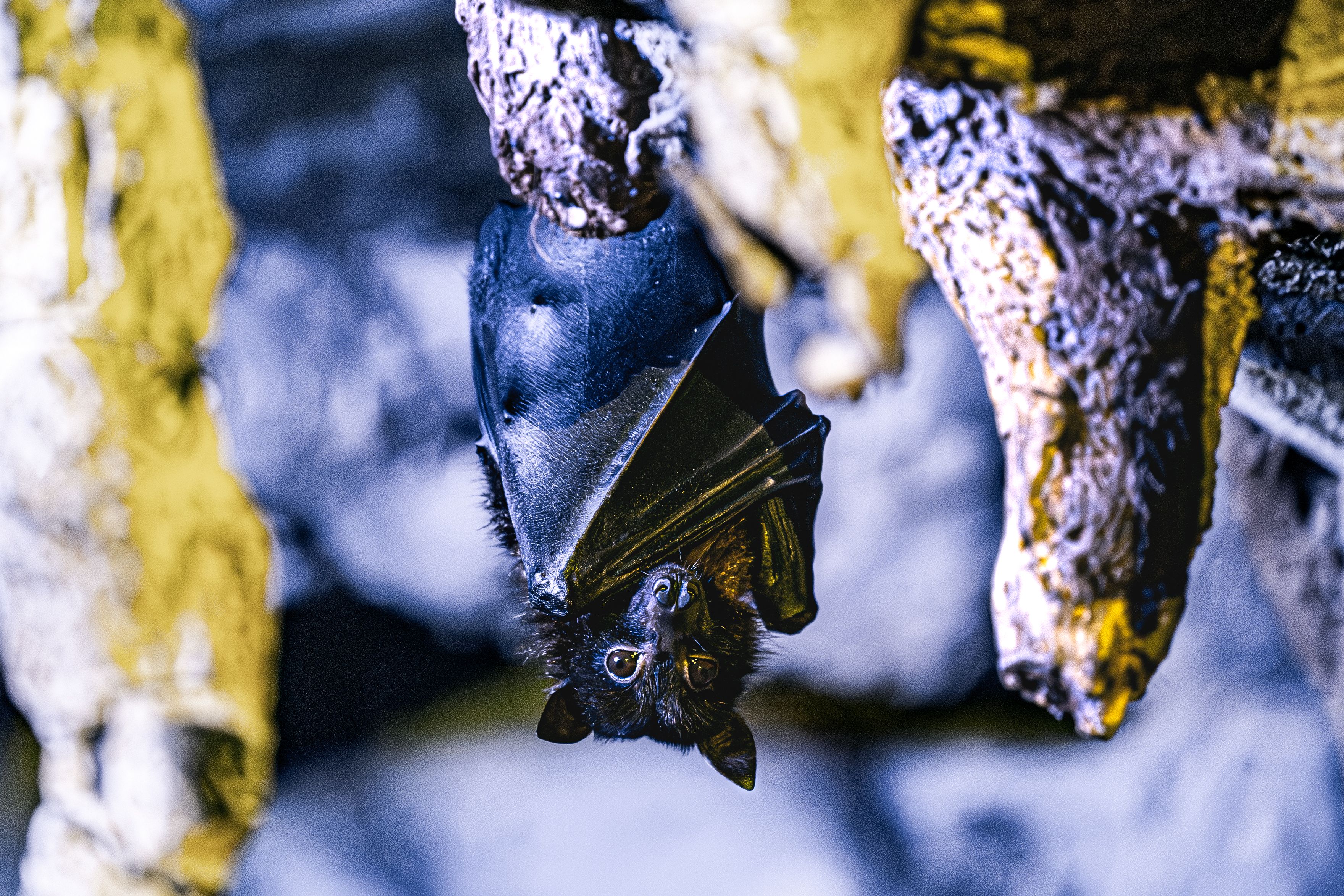 Bat hanging upside down on cave ceiling, its natural roosting position