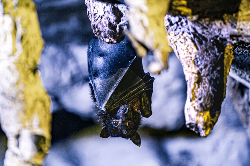 Black Bat in Close-up View · Free Stock Photo