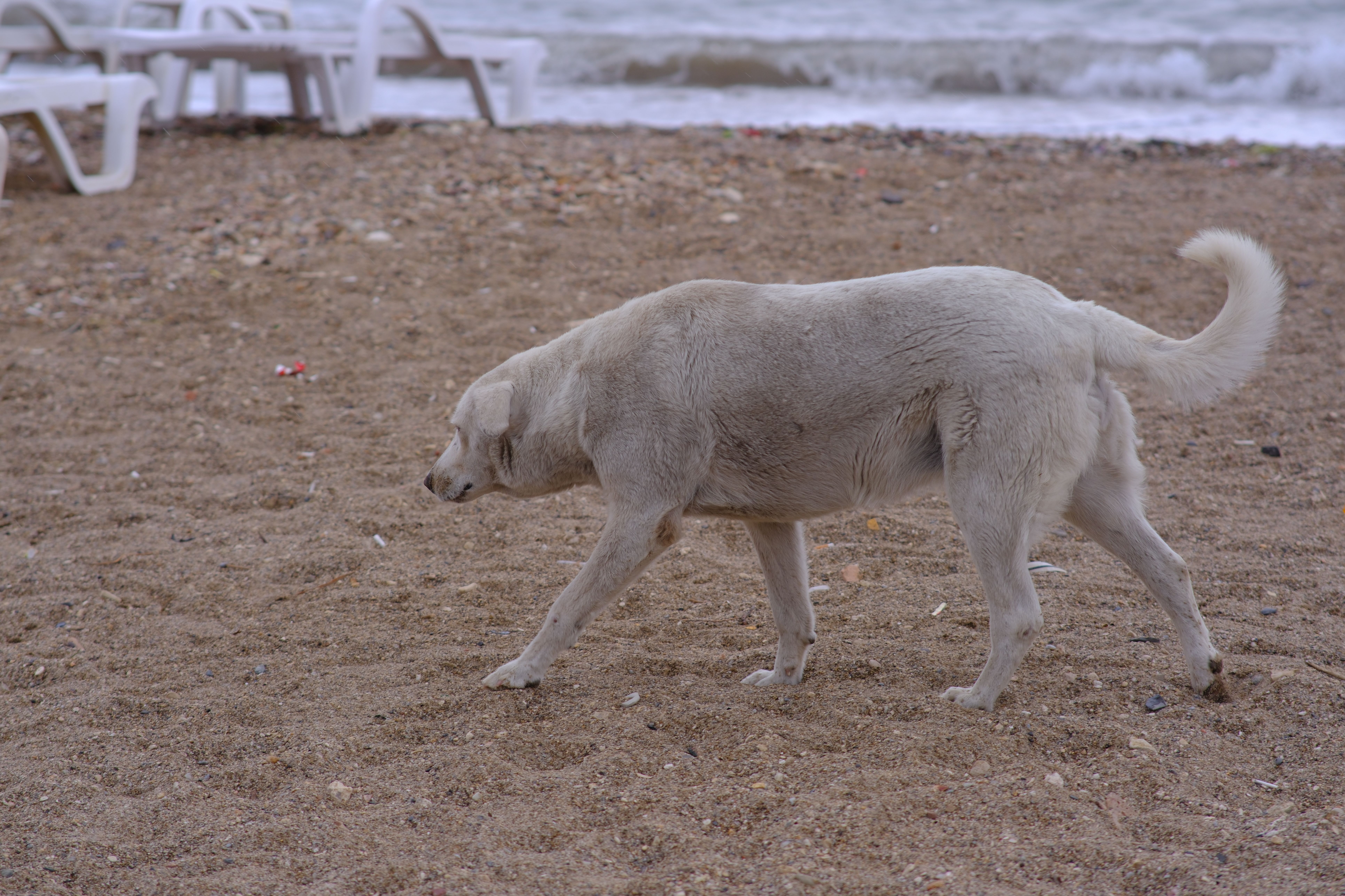 They Stepped Over the Dying Stray on the Beach—Until One Tourist Kneeled in the Sand