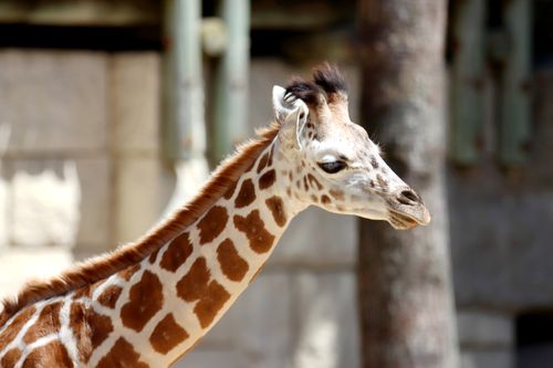 Free A detailed side view of a young giraffe in an outdoor zoo setting, showcasing its unique coat pattern. Stock Photo