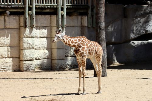 Free A young giraffe standing in a zoo enclosure, basking in the sunlight. Stock Photo