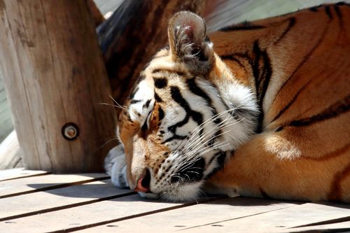 Free Serene image of a Siberian tiger resting on a wooden platform in sunlight. Stock Photo