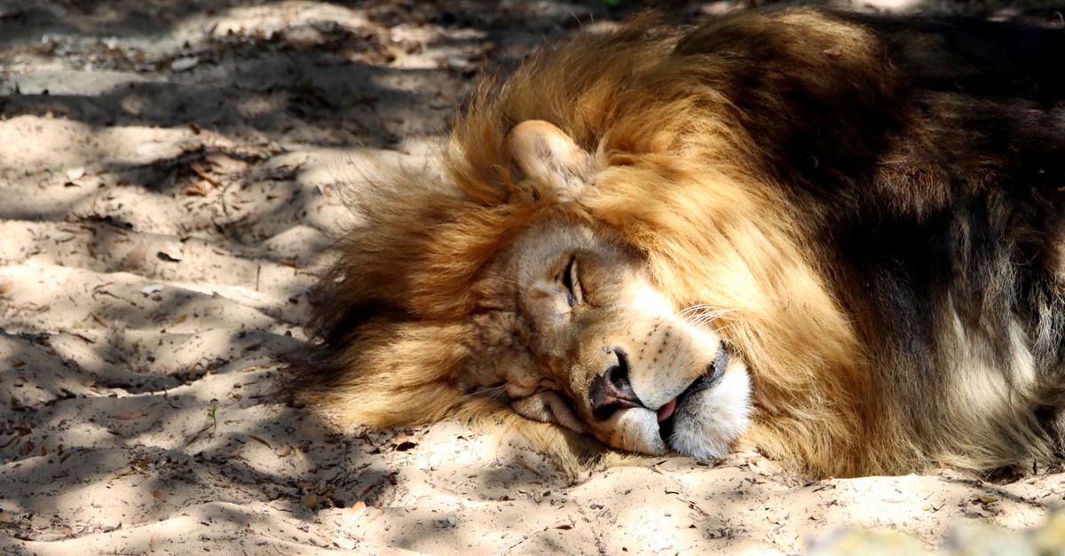 A majestic lion peacefully sleeping on sandy ground under the dappled sunlight. - Evidence evidence guide for lion s mane memory randomized trial