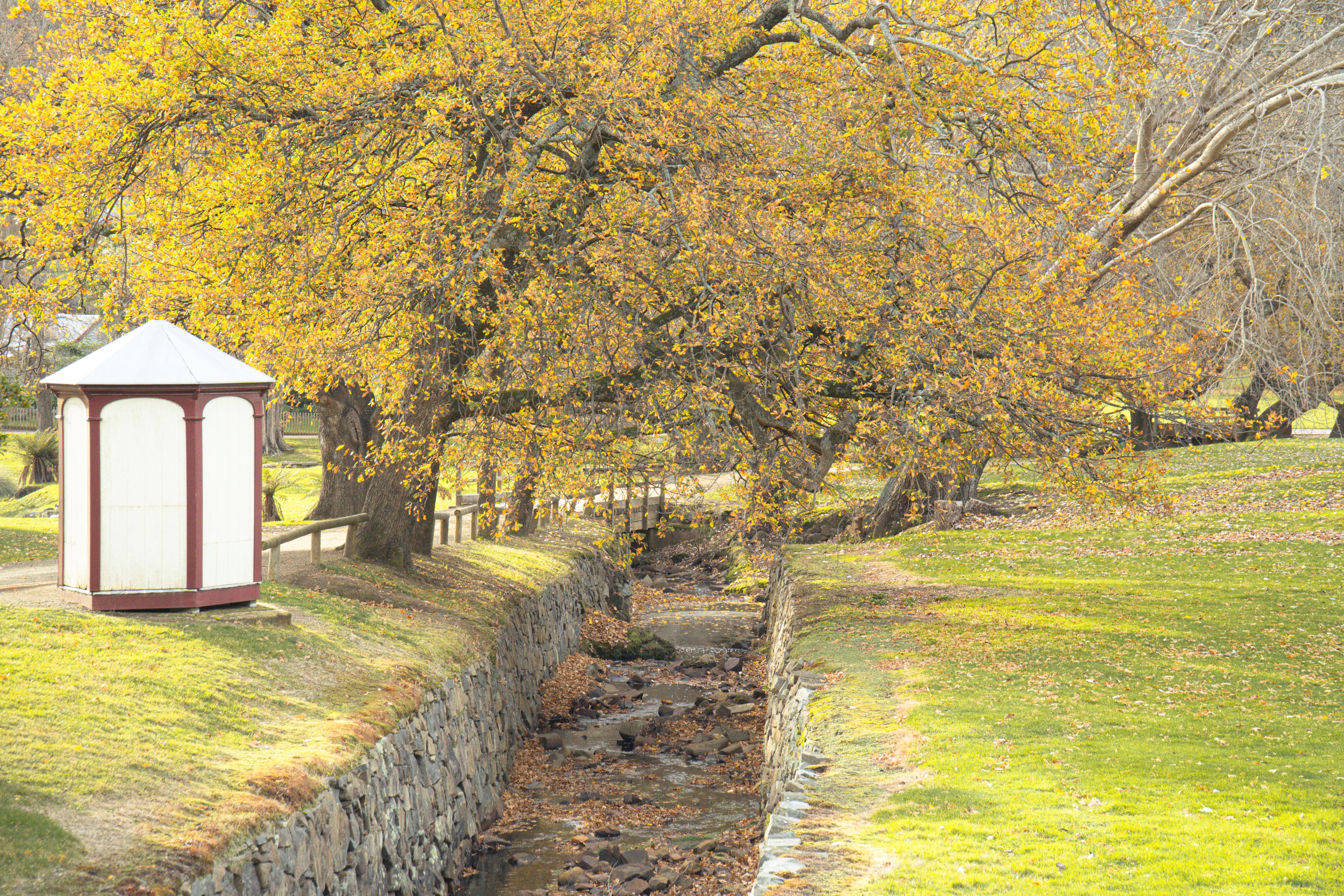Autumn landscape with falling leaves and stream at Port Arthur, Tasmania.