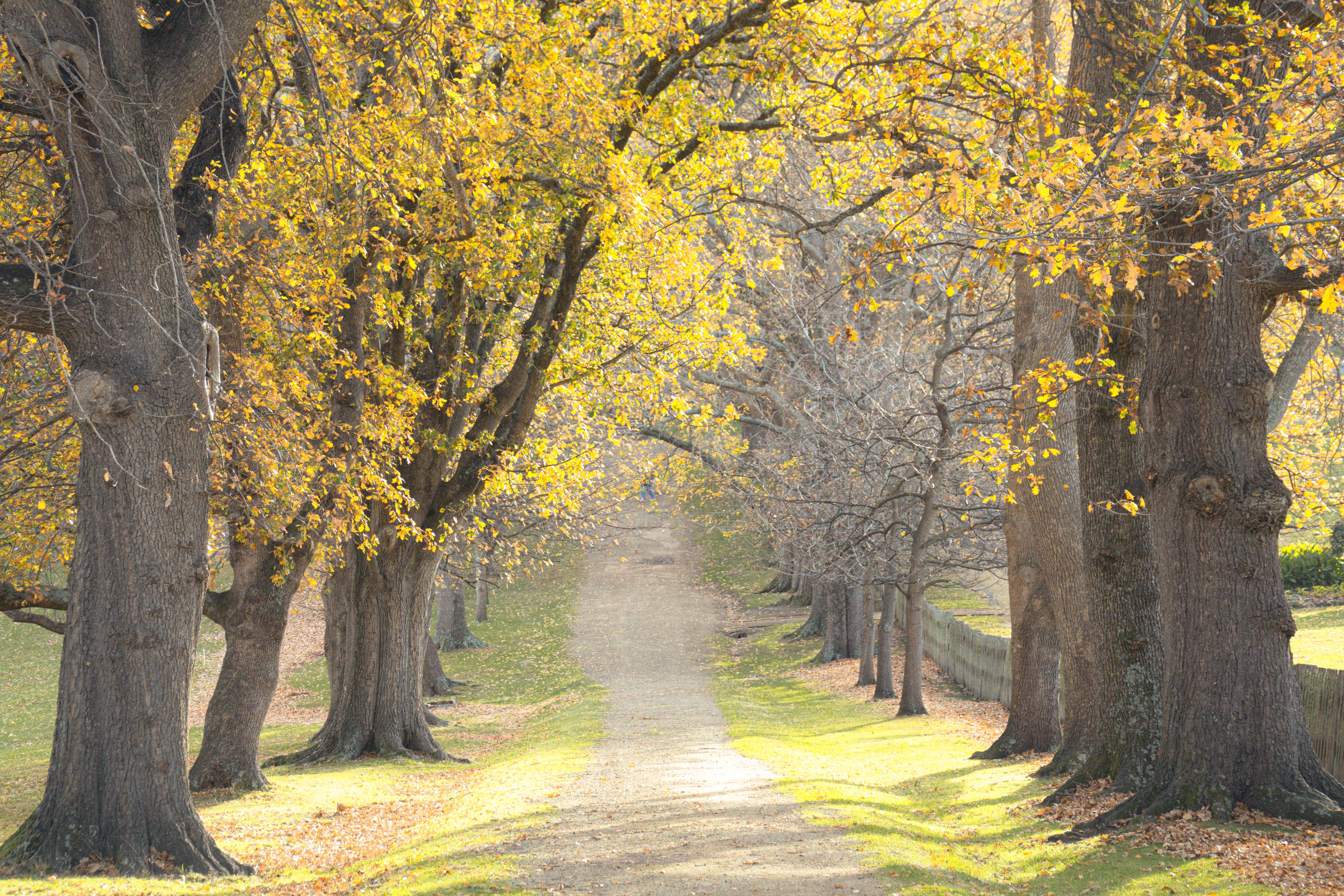 Healthspan White Paper: The Data-Driven Path to Longevity — Photo by Anh Thu Le on Pexels