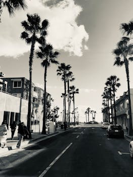 加利福尼亚州街道两旁的黑白棕榈树城市场景