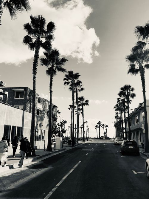 Free Black and white urban scene with palm trees lining a street in California. Stock Photo